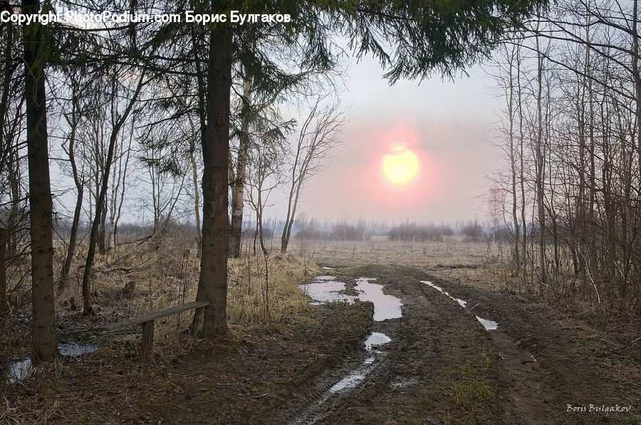 Dirt Road, Gravel, Road, Forest, Vegetation, Ground, Soil