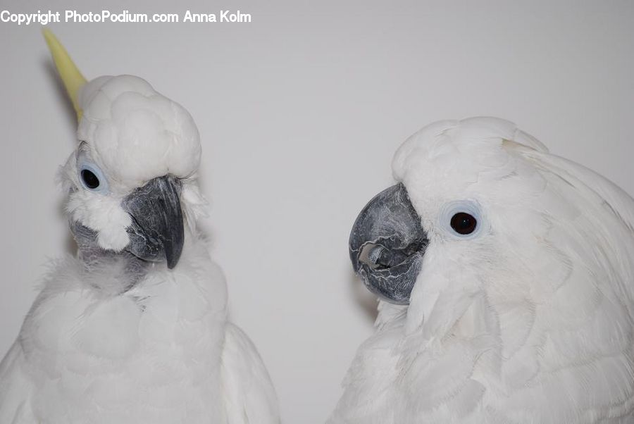 Bird, Cockatoo, Parrot, Beak