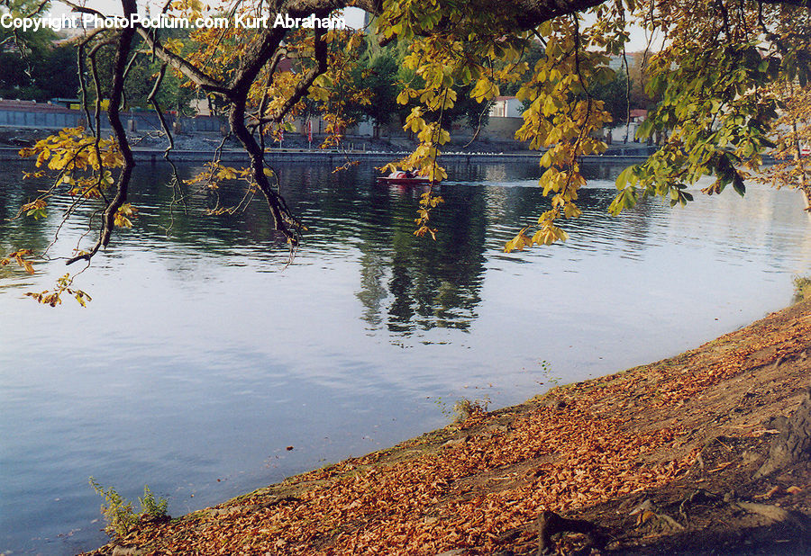 Outdoors, Pond, Water, Land, Marsh, Swamp, Plant