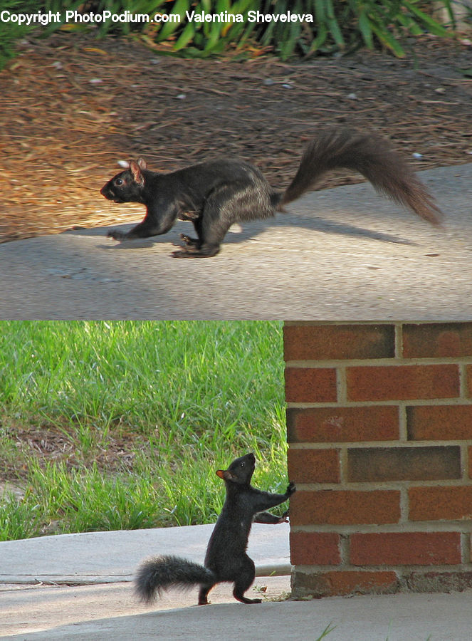Animal, Mammal, Rodent, Squirrel, Canine