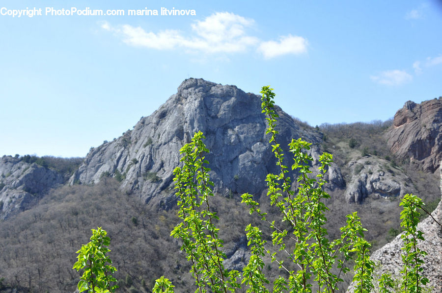 Crest, Mountain, Outdoors, Peak, Plant, Leaf, Potted Plant