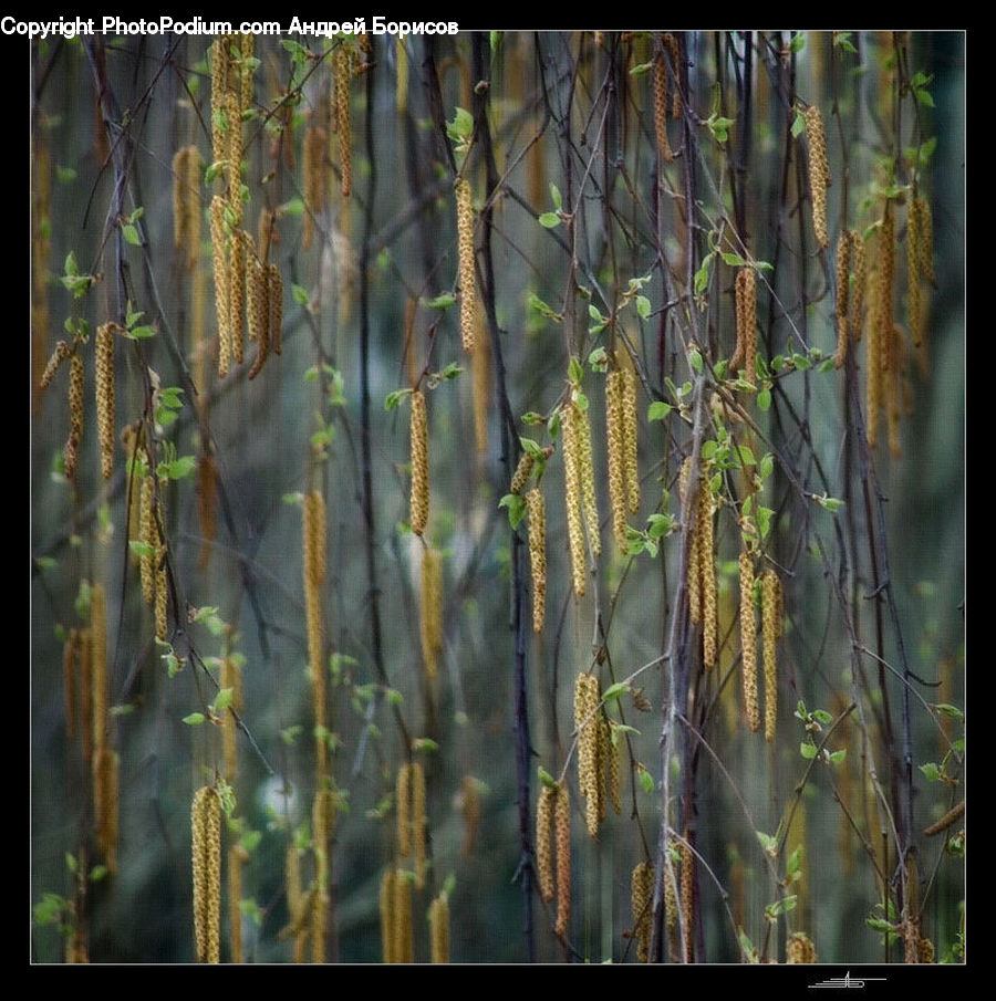 Bamboo, Plant, Wood, Field, Grass, Grassland, Art