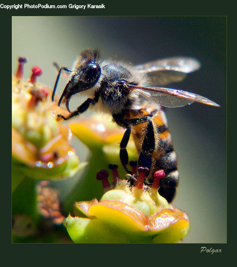 Bee, Insect, Invertebrate, Andrena, Apidae, Bumblebee, Honey Bee
