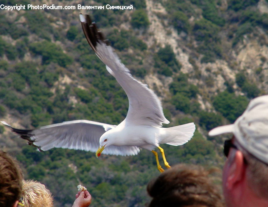 Bird, Seagull, Albatross, Booby