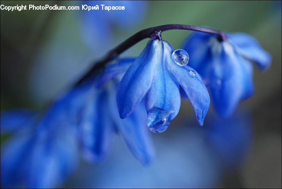 Blossom, Flora, Flower, Petal, Plant, Geranium, Iris