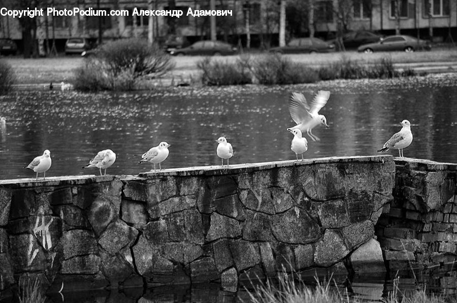 Bird, Seagull, People, Person, Human, Cabin, Hut