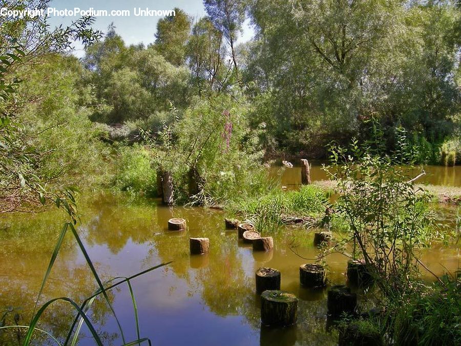 Plant, Potted Plant, Outdoors, Pond, Water, Land, Marsh