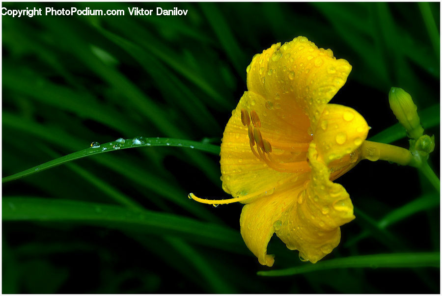 Blossom, Daffodil, Flora, Flower, Plant, Geranium, Pollen