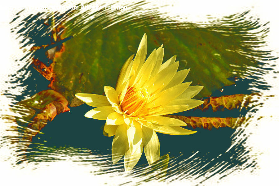 Dandelion, Flower, Plant, Lily, Pond Lily, Cactus, Carp
