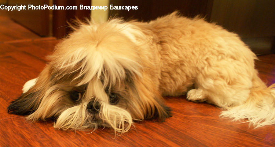 Animal, Canine, Cocker Spaniel, Dog, Mammal, Pet, Spaniel