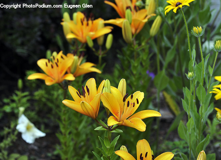 Blossom, Flora, Flower, Plant, Crocus, Asteraceae, Herbal