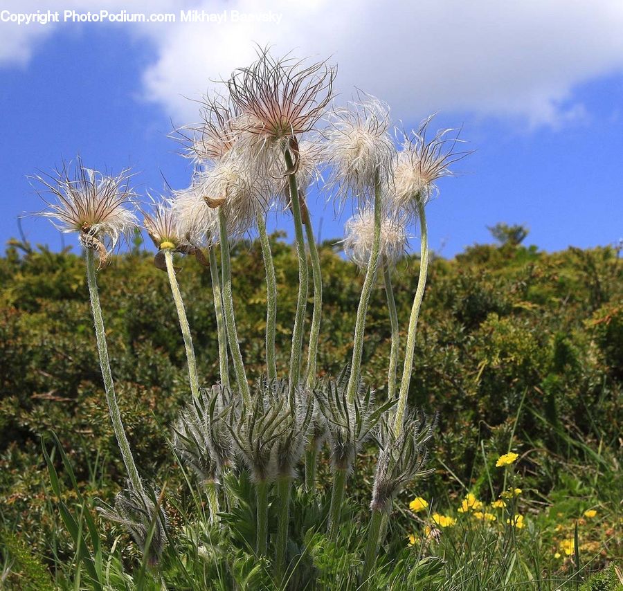 Dandelion, Flower, Plant, Blossom, Flora, Field, Grass