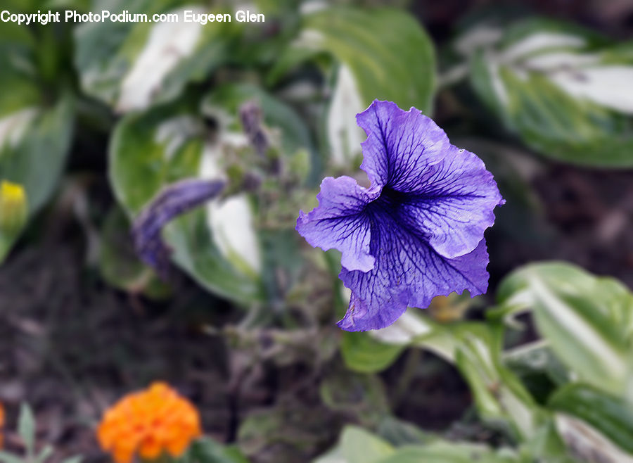 Blossom, Flora, Flower, Geranium, Plant, Citrus Fruit, Fruit