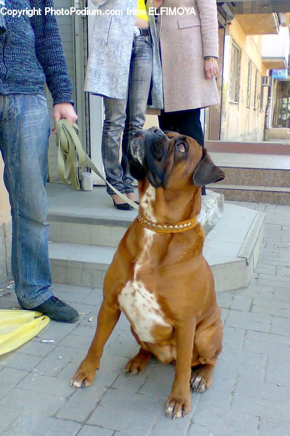 People, Person, Human, Animal, Canine, Dog, Mammal