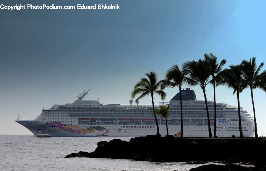 Cruise Ship, Ocean Liner, Ship, Vessel, Palm Tree, Plant, Tree