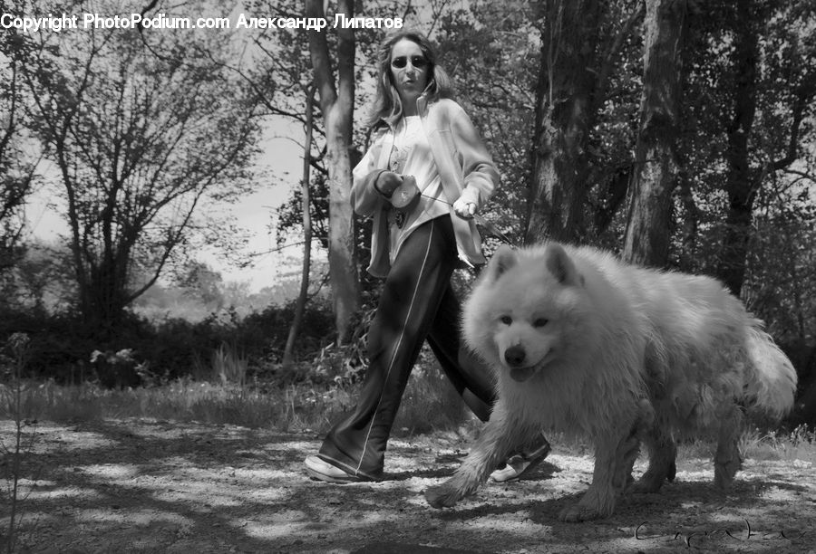 People, Person, Human, Female, Animal, Canine, Collie