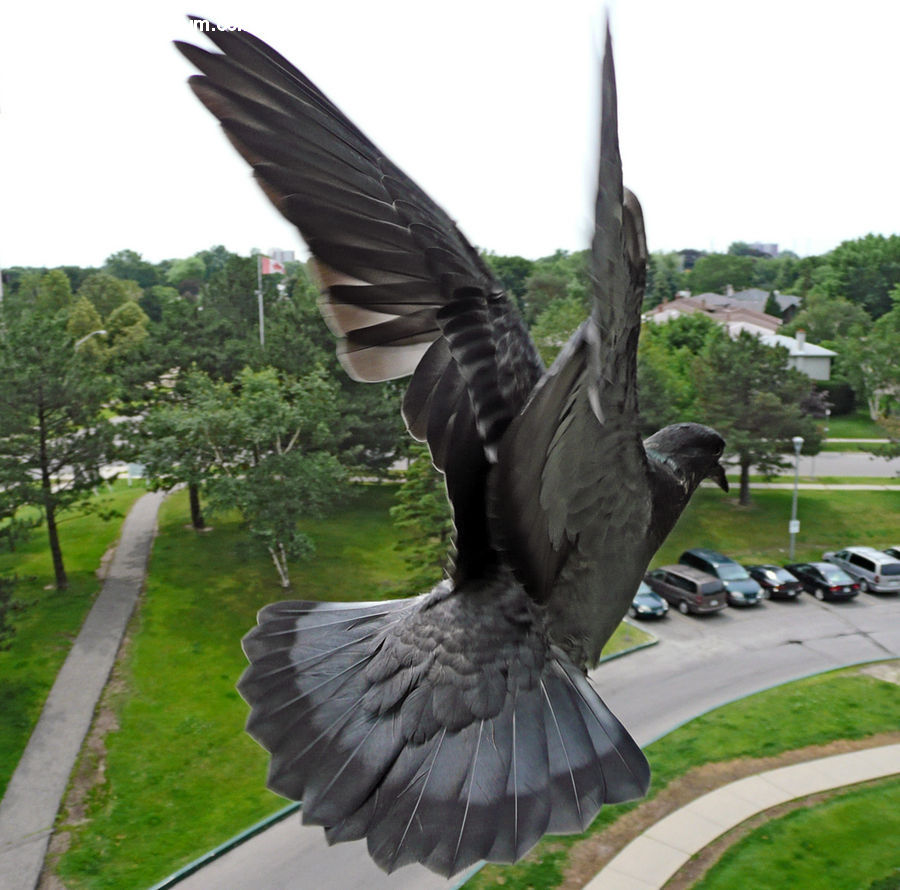 Bird, Dove, Pigeon, Blackbird, Crow, Goose, Waterfowl