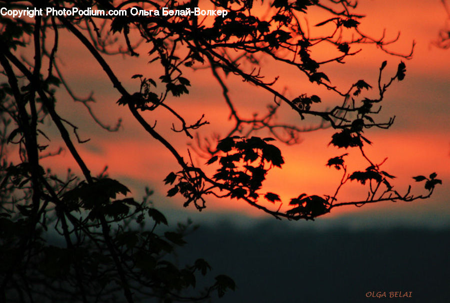 Dawn, Dusk, Red Sky, Sky, Sunrise, Sunset, Silhouette