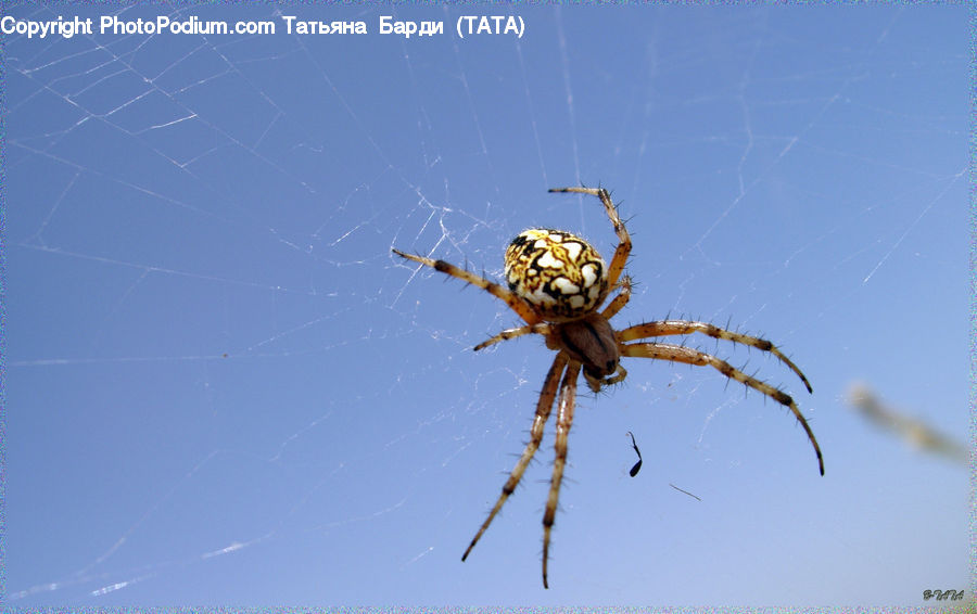 Arachnid, Garden Spider, Insect, Invertebrate, Spider