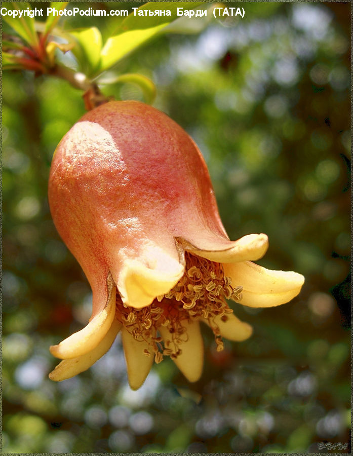 Fruit, Pomegranate, Agaric, Amanita, Fungus, Mushroom, Plant