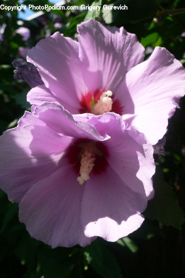 Flora, Flower, Hibiscus, Plant, Poppy, Gladiolus, Pollen
