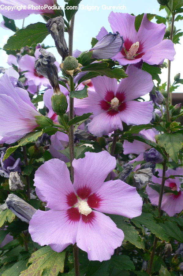Blossom, Flora, Flower, Geranium, Plant, Hibiscus, Poppy