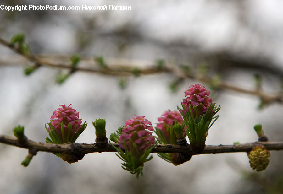 Conifer, Larch, Tree, Wood, Blossom, Flora, Flower