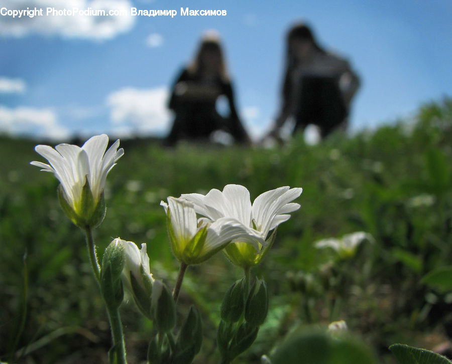 Daisies, Daisy, Flower, Plant, Fiber, Flax, Flora