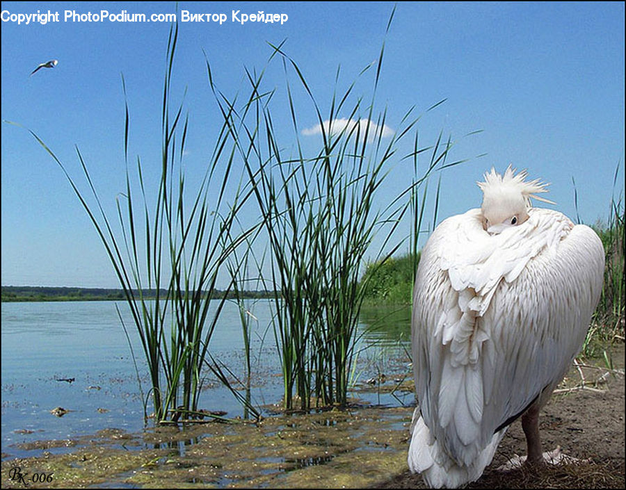 Bird, Crane Bird, Heron, Pelican, Field, Grass, Grassland