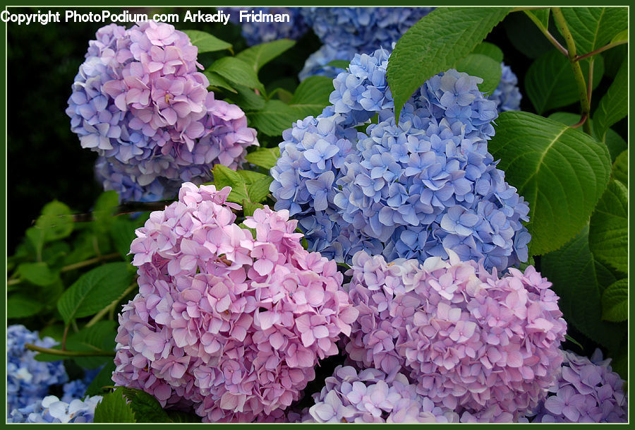 Blossom, Flower, Lilac, Plant, Flora, Lily, Pond Lily