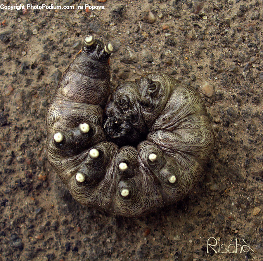 Dung Beetle, Insect, Invertebrate
