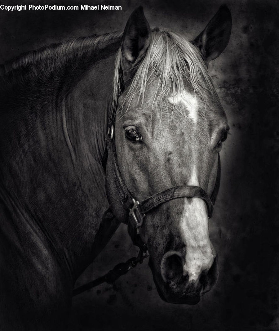 Animal, Horse, Mammal, Stallion