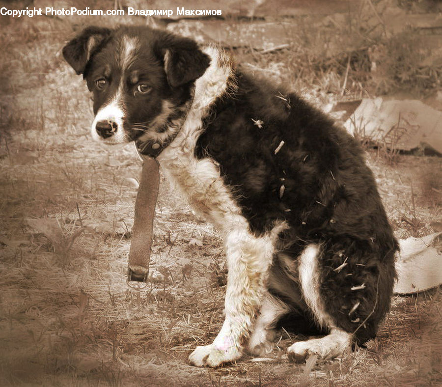 Animal, Canine, Cocker Spaniel, Dog, Mammal, Pet, Spaniel