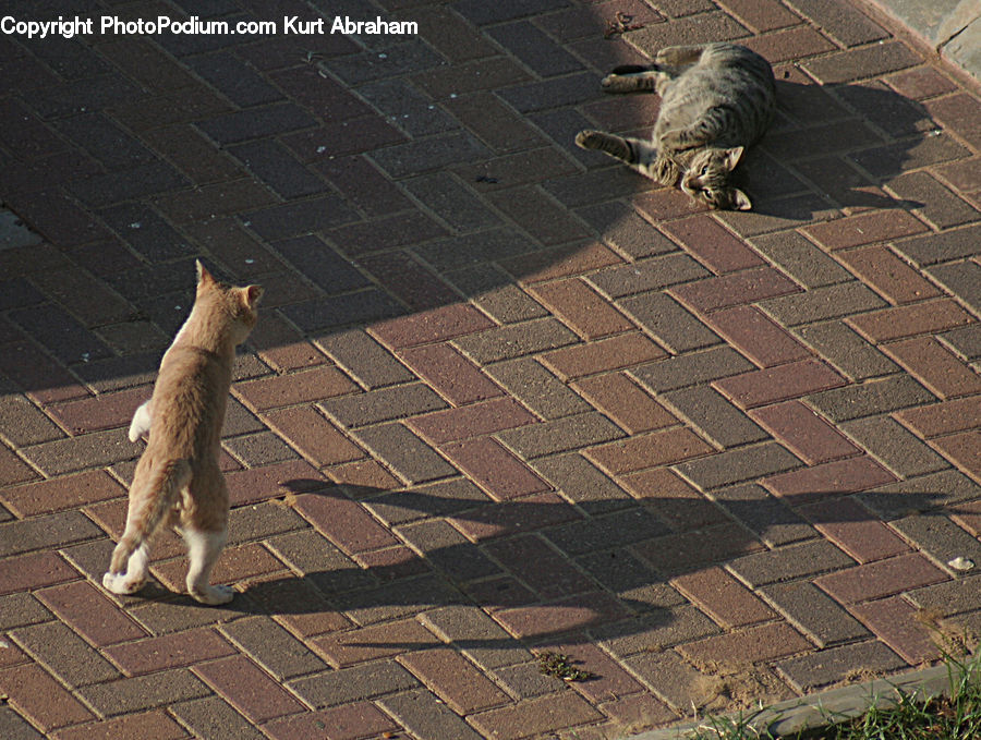 Animal, Cat, Kitten, Mammal, Pet, Adorable, Pavement
