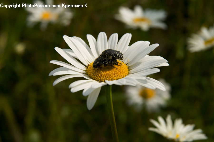 Daisies, Daisy, Flower, Plant, Flora, Pollen, Aster