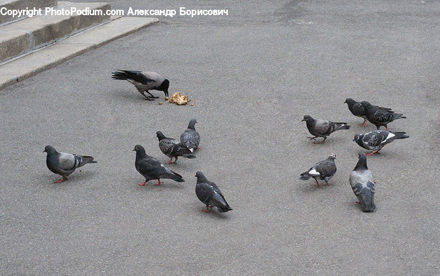 Bird, Pigeon, Dove
