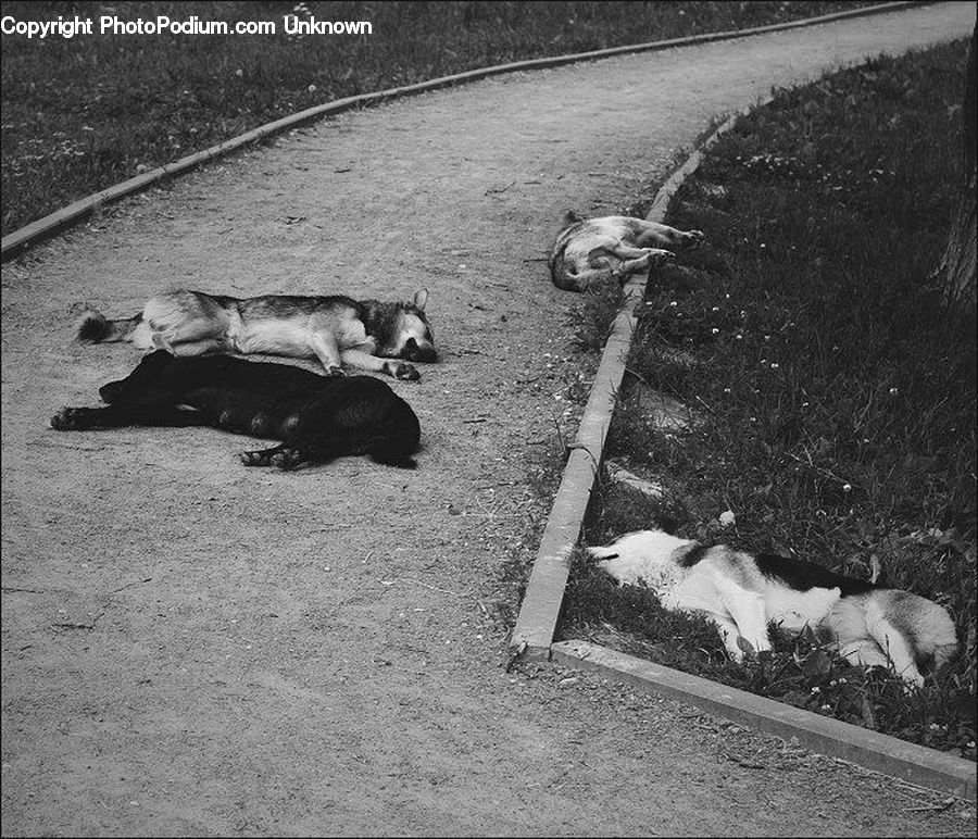 Animal, Zoo, Soil