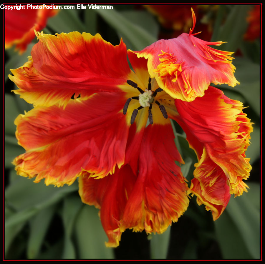 Flora, Flower, Gladiolus, Plant, Blossom, Carnation, Geranium