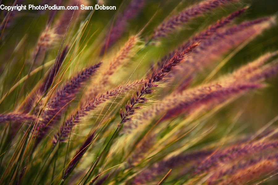 Field, Grass, Grassland, Plant, Blossom, Flora, Flower