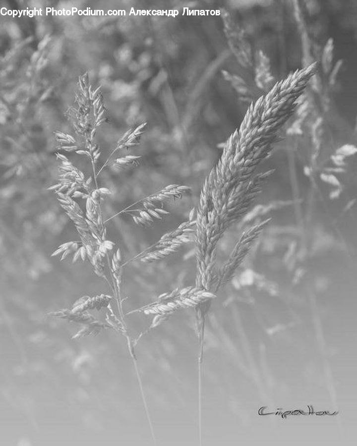 Grass, Plant, Reed, Frost, Ice, Outdoors, Snow