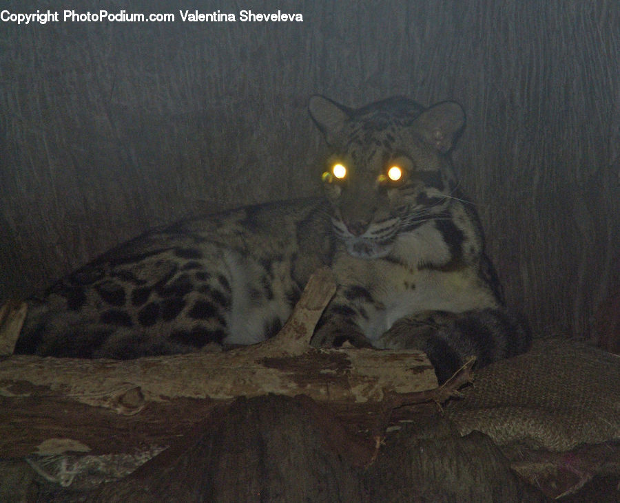 Animal, Canine, Hyena, Mammal, Cat, Manx, Pet