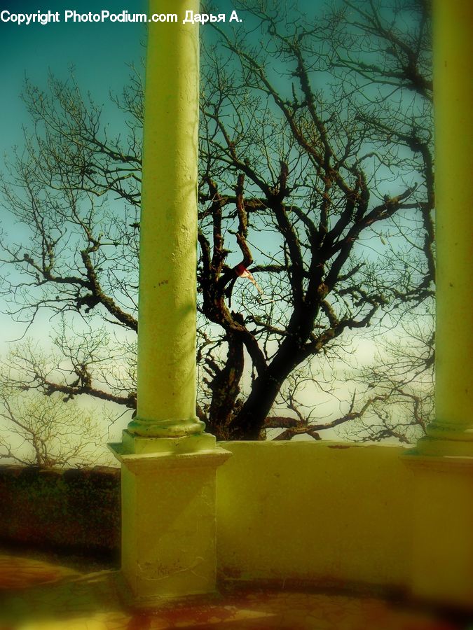 Plant, Potted Plant, Tree, Birch, Wood, Column, Pillar