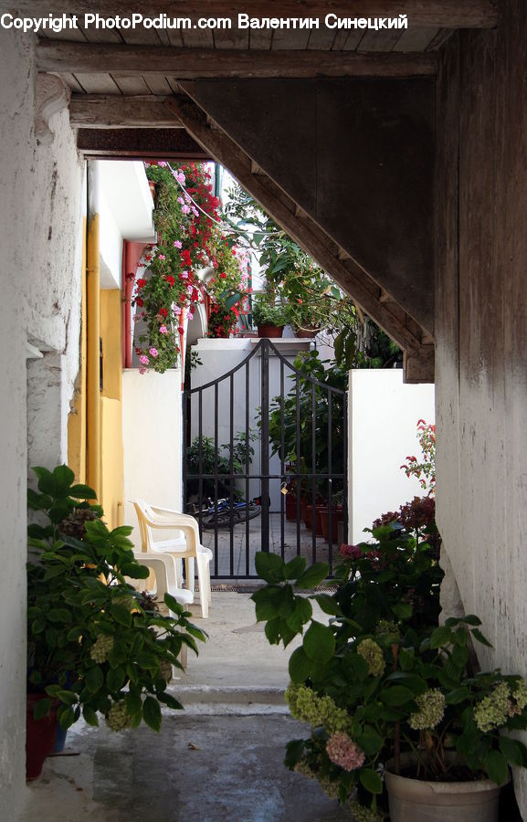 Plant, Potted Plant, Greenhouse, Patio, Balcony, Herbal, Herbs