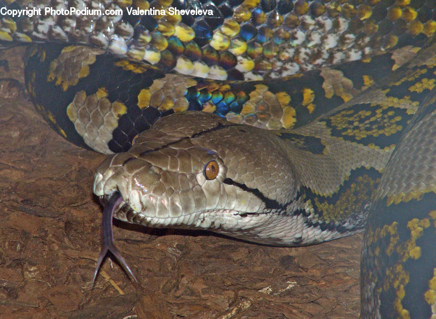 Reptile, Snake