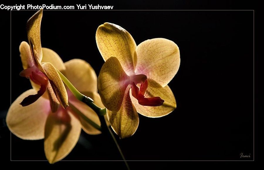 Blossom, Flora, Flower, Orchid, Plant, Geranium, Lily