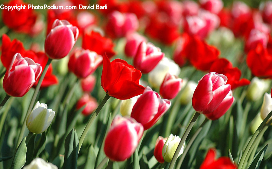 Blossom, Flora, Flower, Plant, Tulip, Petal