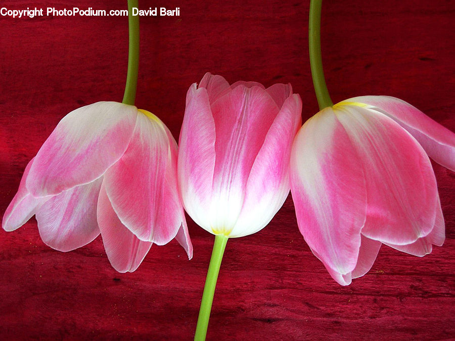Blossom, Flora, Flower, Geranium, Plant, Crocus, Dahlia