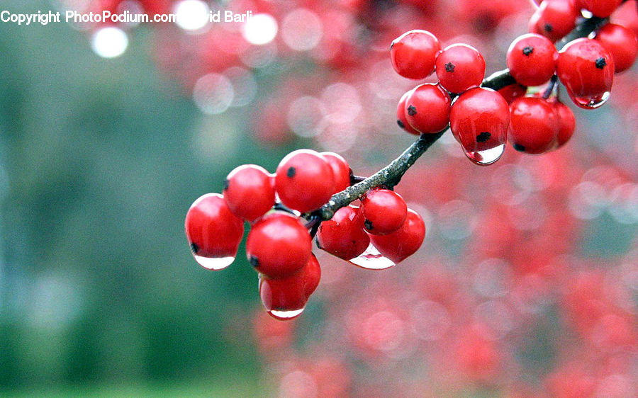 Fruit, Grapes, Cherry, Blossom, Flora, Flower, Plant