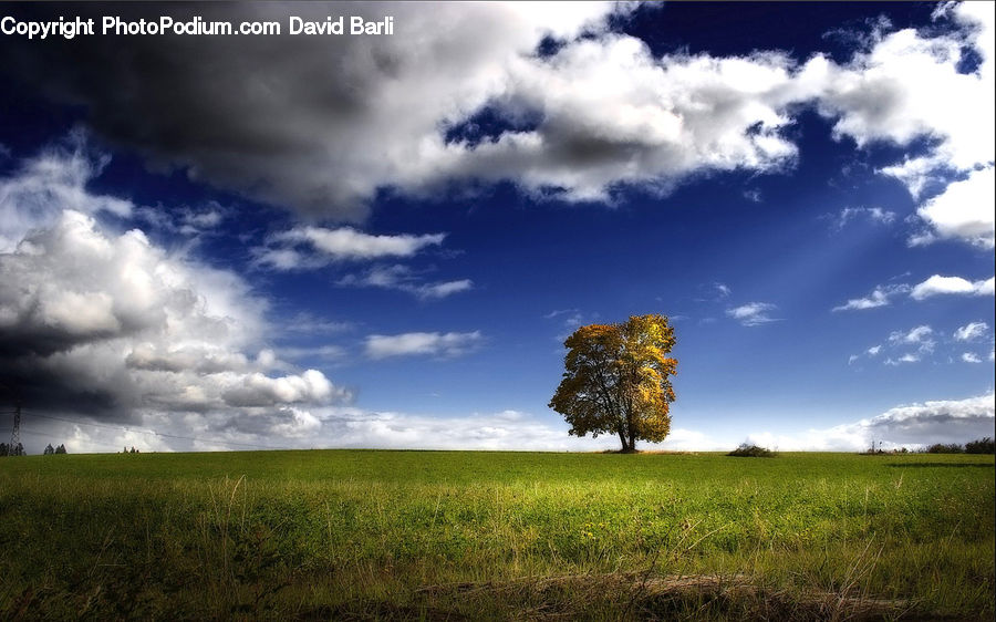 Plant, Tree, Field, Grass, Grassland, Land, Outdoors