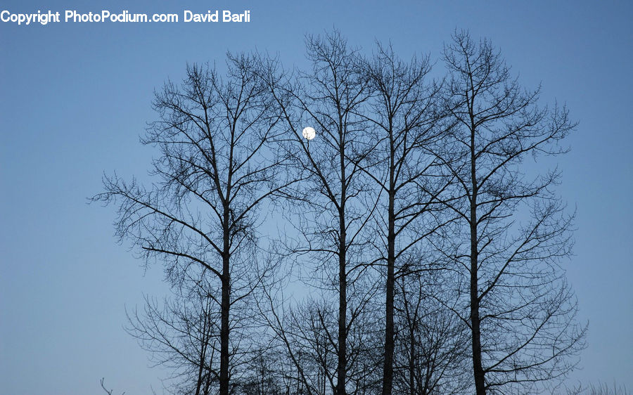 Plant, Tree, Conifer, Larch, Wood, Fir, Landscape